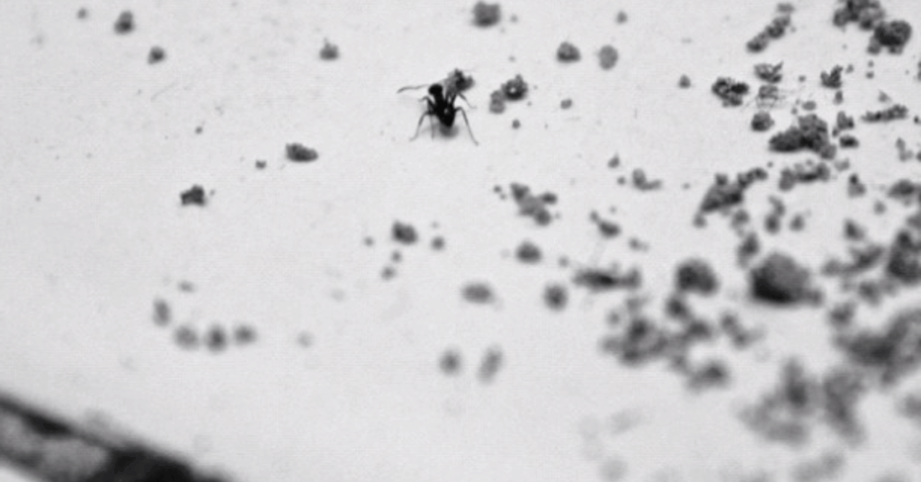 How to Get Rid of Bathroom Ants for Good