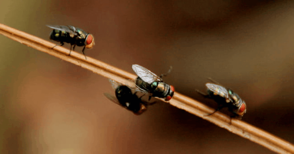 How to Get Rid of Household Pests Your Friendly Guide to Kicking Them Out